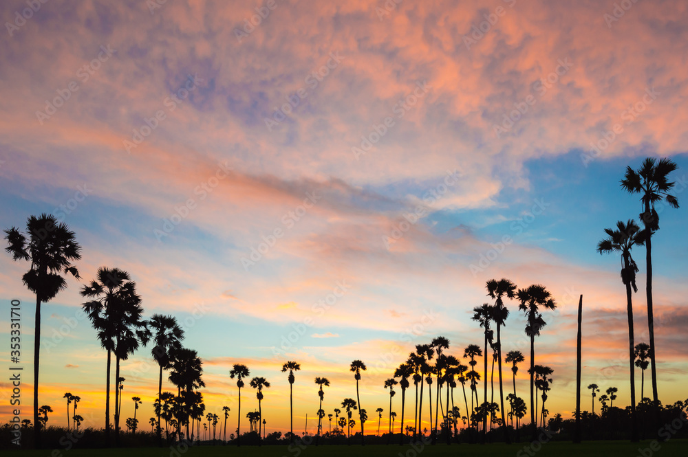 Morning light or Evening light in Landscape silhouette sugar palm trees.Landscape Sugar palm trees with sunset or sunrise.Sunset with silhouette Sugar palm trees on the colorful twilight sky.