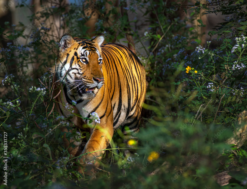 Obraz premium tiger in the jungle