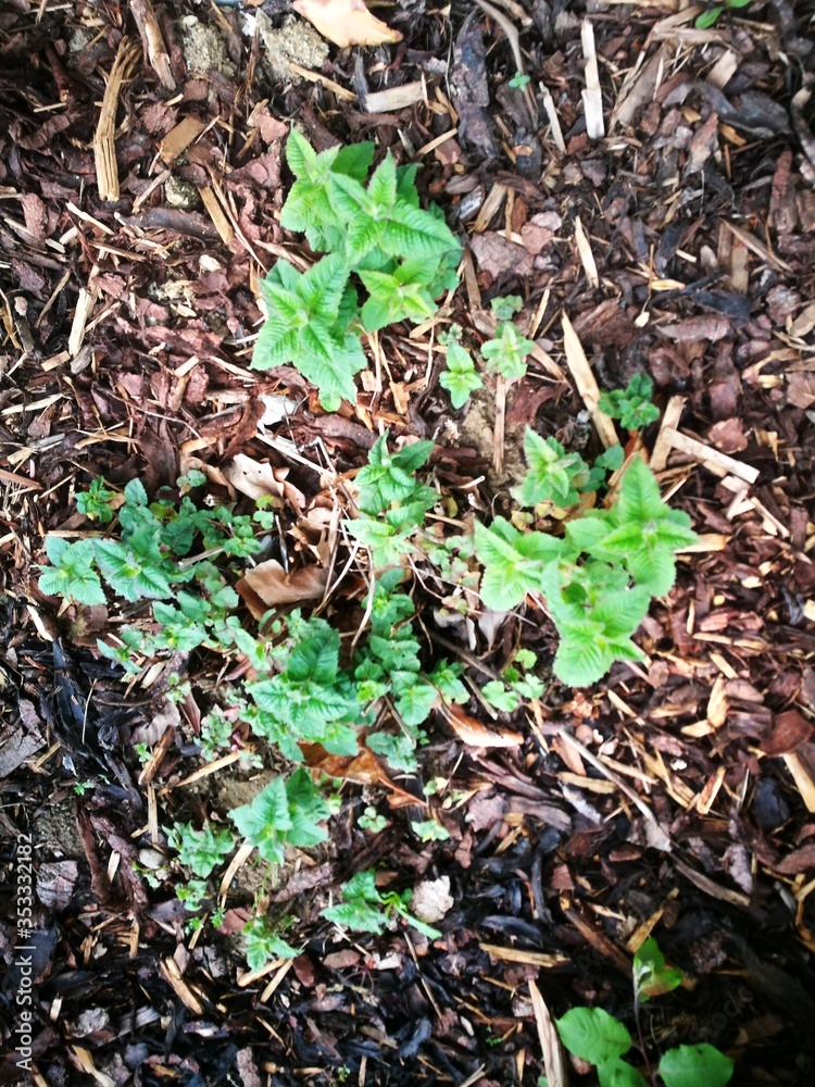Fototapeta premium Monarda Didyma Growing Goldmelisse