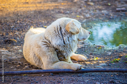 Domestic white dog. Lying on the street, basking in the sun, looking into the distance. The paw is supported on the hose. Next to a puddle after the rain.