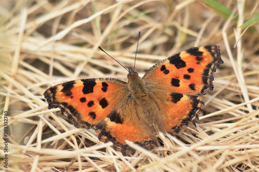 Nymphalis polychloros. Butterfly Large tortoiseshell sitting on the ground with wings open. Nymphalis polychloros. Butterfly Large tortoiseshell sitting on the ground with wings open.