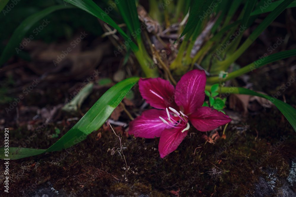 exotic flower on a background of green garden exotic flower on a background of green garden
