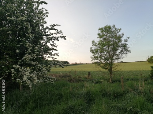 tree in the field