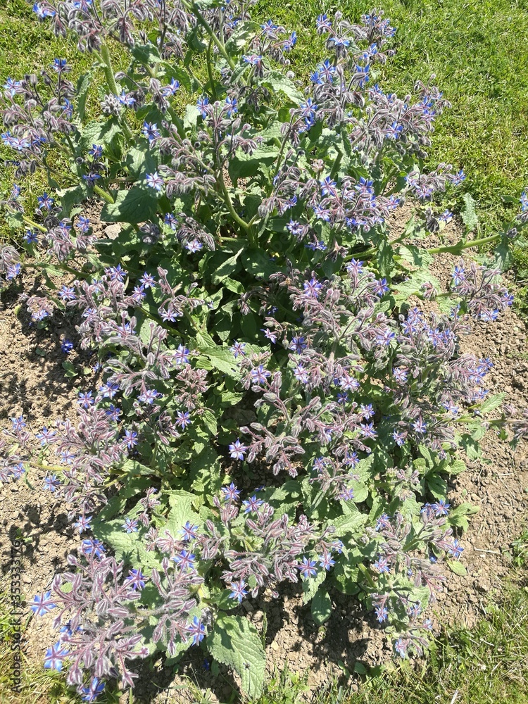 Obraz premium Borage in Spring