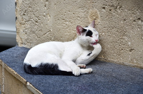 White cat sits against the wall of the house on Ilyas Efendiev street in the old town of Icheri Sheher in autumn. Azerbaijan, Baku city photo