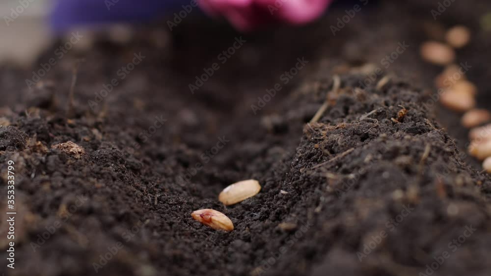 Planting Bean Seeds Planting Bean Seeds