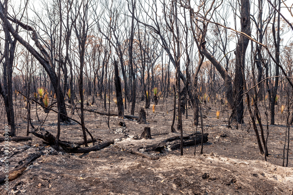 Aftermath of bushfires in New South Wales, Australia.