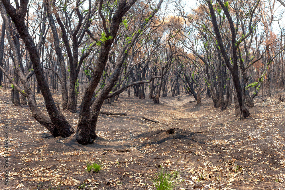 Aftermath of bushfires in New South Wales, Australia. Aftermath of bushfires in New South Wales, Australia.