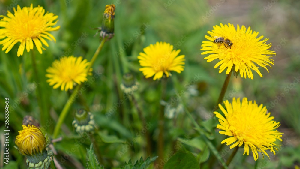 Bee collects nectar on a yellow dandelions. Taraxacum officinale, flower on spring meadow. Open and closed dandelions Bee collects nectar on a yellow dandelions. Taraxacum officinale, flower on spring meadow. Open and closed dandelions