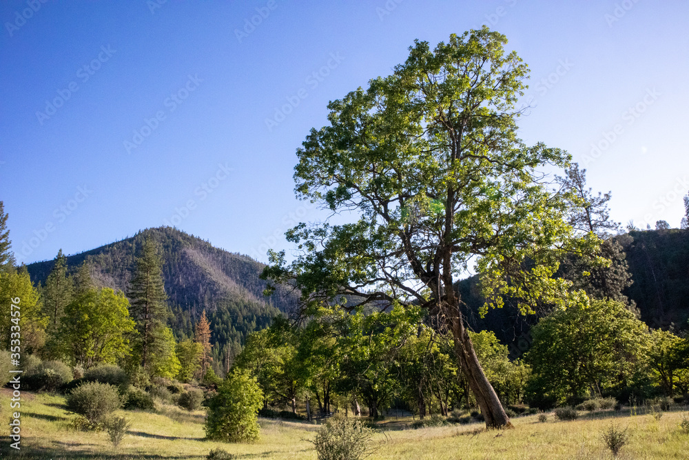 Oak Tree in Meadow in Front of Hayfork Bally Mountain Peak in Trinity County, California