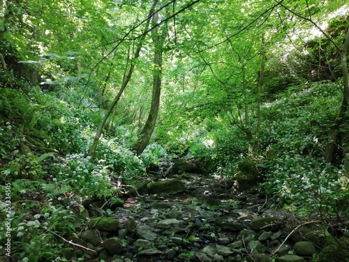 forest in the morning