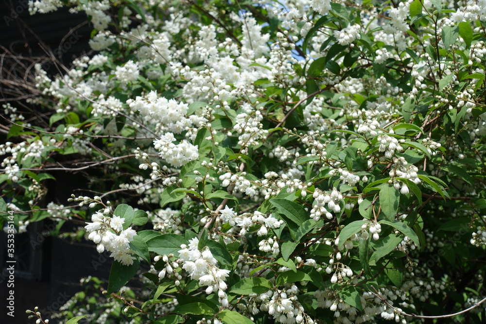 Buds and double white flowers of Deutzia in May