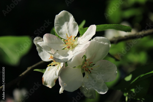 Spring flowering in the city garden