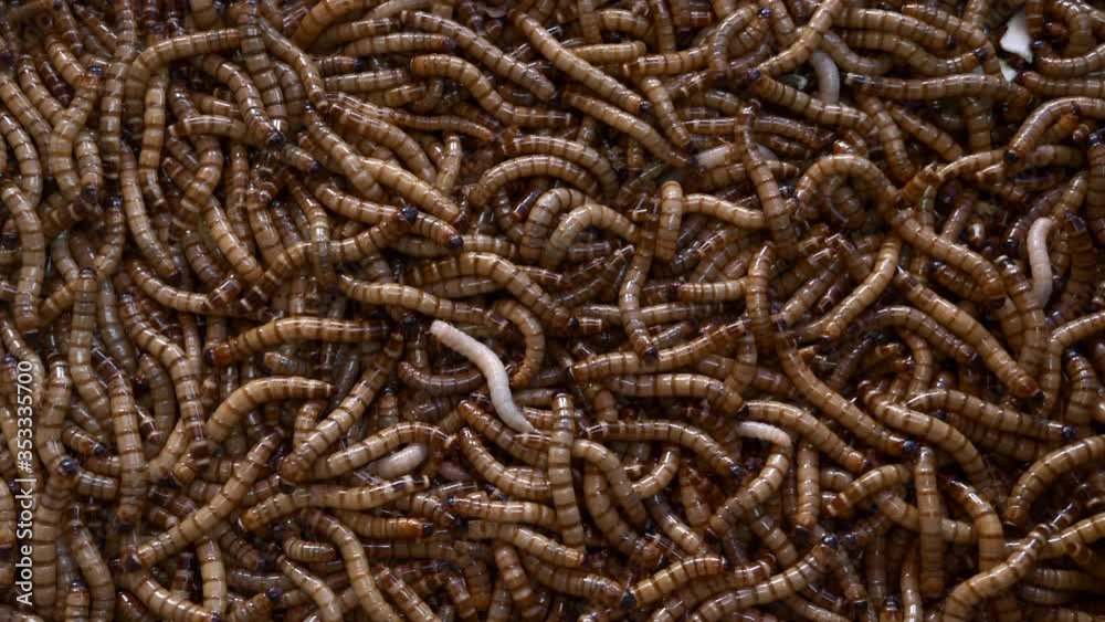 A Lot of Swarming Worms for Feeding Birds, Fish and Other Mammals on the Bird Market. Worm Used As Bait A Lot of Swarming Worms for Feeding Birds, Fish and Other Mammals on the Bird Market. Worm Used As Bait