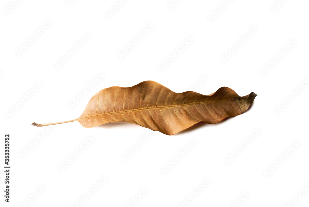 Dried mango leaf isolated on white background