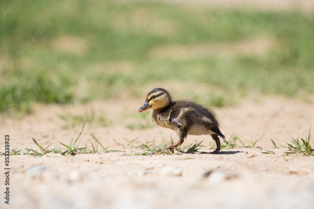 Portrait of baby duck walking