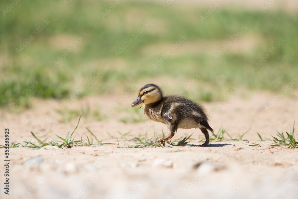 Portrait of baby duck walking Portrait of baby duck walking