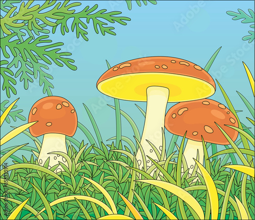 Three edible mushrooms with big brown caps hiding in green thick grass on a pretty forest glade on a warm summer day, vector cartoon illustration
