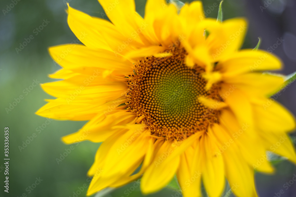 large blooming yellow sunflower in the field large blooming yellow sunflower in the field