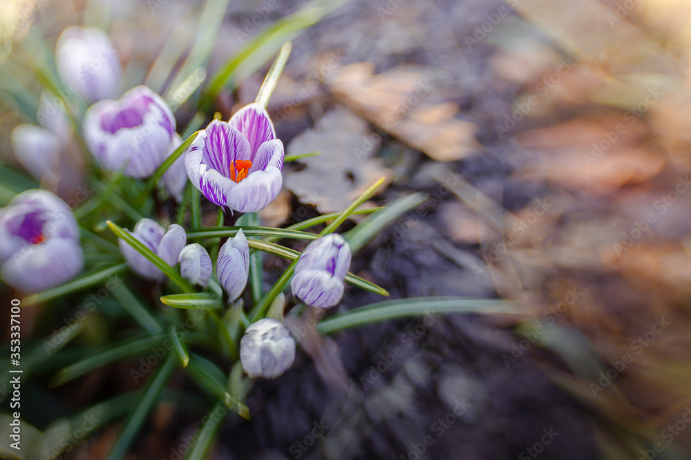 multicolored crocuses lit by the rays of the sun multicolored crocuses lit by the rays of the sun