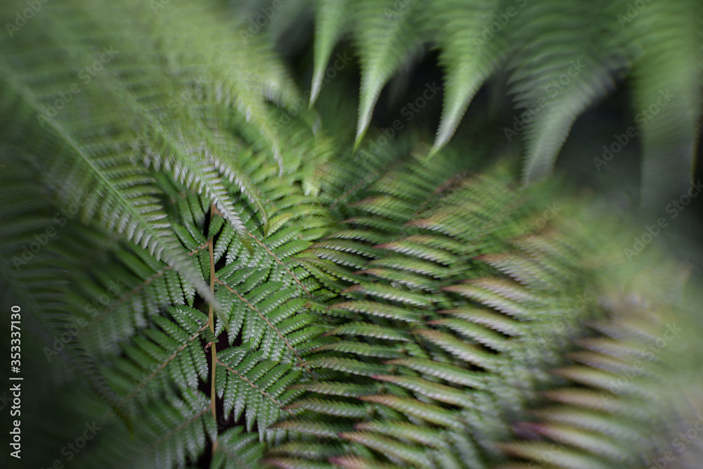 sharp fern leaves in the forest
