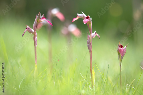 Serapias lingua, commonly known as tongue-orchid or the tongue Serapias, is a species of orchid native to the Mediterranean photo