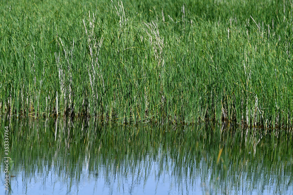 bulrush, bulrush background, green background, plant, summer spring, body of water, lake, water, bulrush, bulrush background, green background, plant, summer spring, body of water, lake, water,