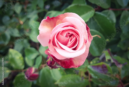 pink single rose head closeup in garden