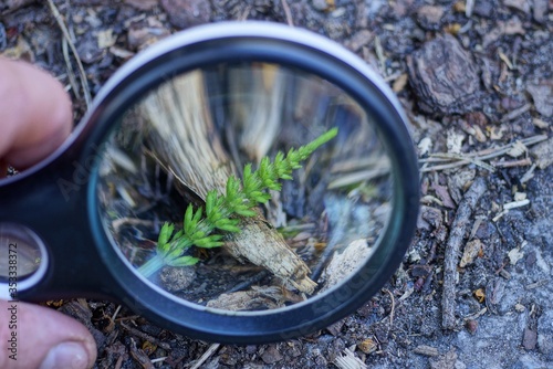 Wallpaper Mural black magnifier in hand increases the wild green plant hornwort lying on gray ground Torontodigital.ca