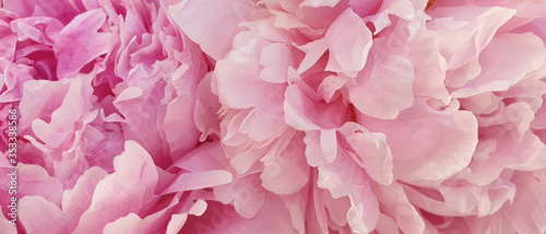 Fototapeta Naklejka Na Ścianę i Meble -  Closeup peony rose flowers macro floral pink peonies background