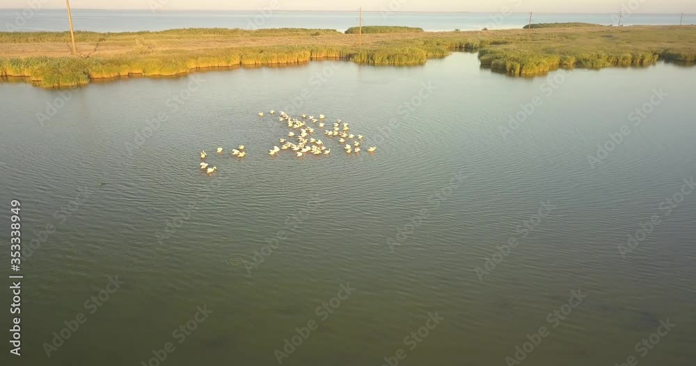 Breeding grounds of pelicans in Tuzly Estuary National Nature Park near by Black Sea coast, Ukraine Breeding grounds of pelicans in Tuzly Estuary National Nature Park near by Black Sea coast, Ukraine