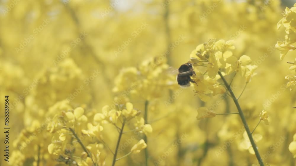 Defocused to Focused Shot of Canola Field and Flower with a Bee Defocused to Focused Shot of Canola Field and Flower with a Bee