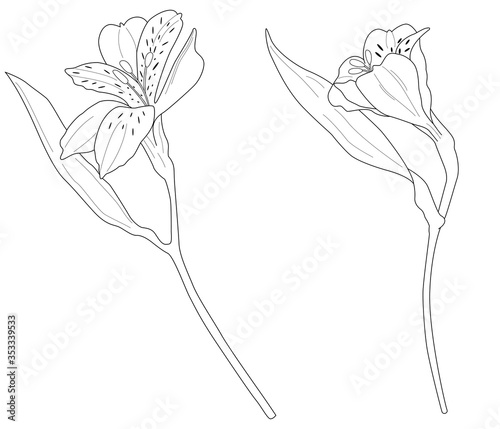 Vector illustration of two black line hand drawn alstroemeria flowers isolated on white background