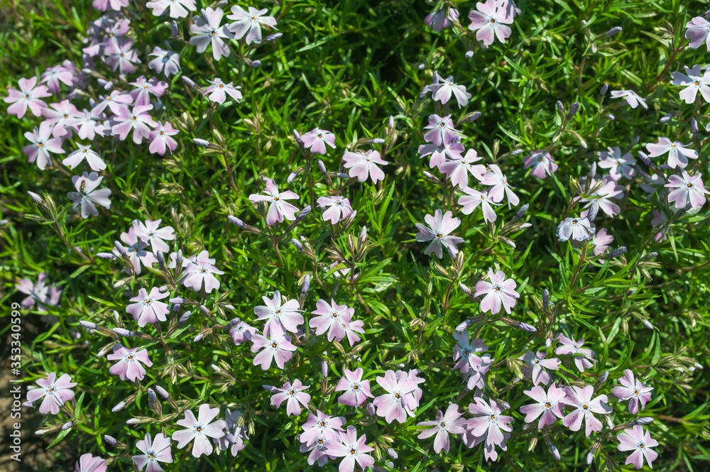 Floral texture, purple floral background of small flowers