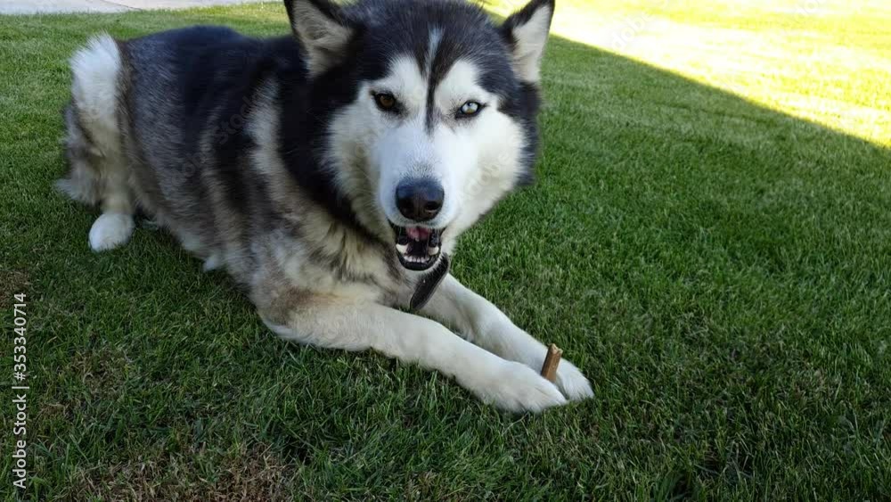 Very nice Husky dog eating in the yard in the summer sitting down Very nice Husky dog eating in the yard in the summer sitting down