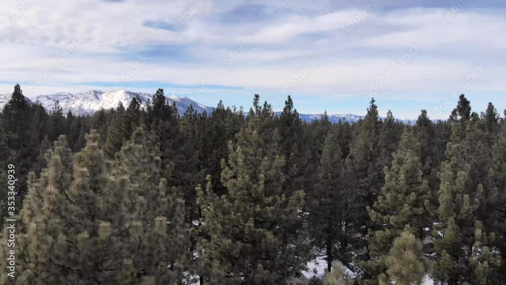 Arial view from inside a forest of tree tops in front of a mountain range with a beautiful blue sky. In Lake Tahoe, California. Arial view from inside a forest of tree tops in front of a mountain range with a beautiful blue sky. In Lake Tahoe, California.