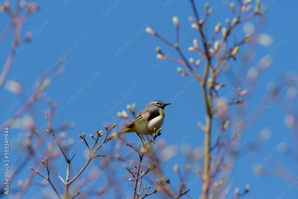 Fototapeta premium キセキレイ