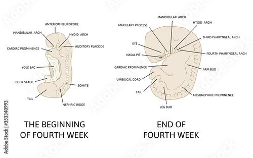 Stages in development of human embryo during the period of early organogenesis. The fourth week og pregnancy.