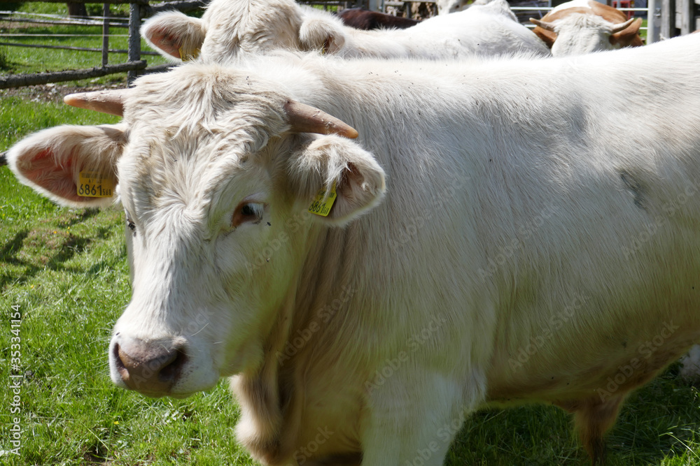 Calves, cows and bulls on a farm in a village in Austria. Thoroughbred brown cows. Calves, cows and bulls on a farm in a village in Austria. Thoroughbred brown cows.