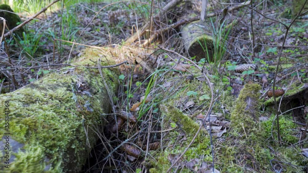 29315_The_green_moss_on_the_lying_trunk_of_the_trees.mov 29315_The_green_moss_on_the_lying_trunk_of_the_trees.mov