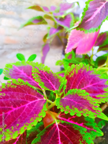 A most beautiful darkish pink leaves of coleus plant growing  in a blurred background. Edges are green. Plectranthus scutellarioides  selective focus on subject and space for text