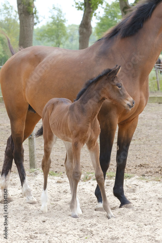 Close-up of a little brown foal,horse standing next to the mother, during the day with a countryside landscape