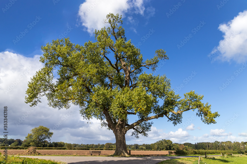 Big old tree with leaves at a crossroad in a rural environment on beautiful summer day Big old tree with leaves at a crossroad in a rural environment on beautiful summer day