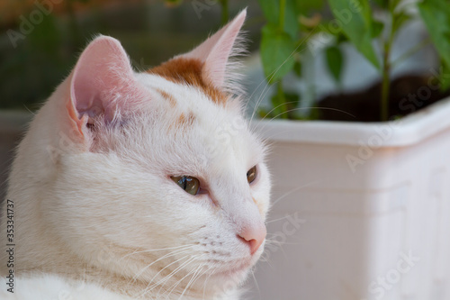 white cat with green eyes on vacation © Inga