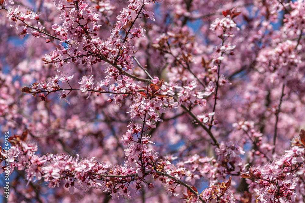 Pink blossoming trees in April in Prague. Pink blossoming trees in April in Prague.
