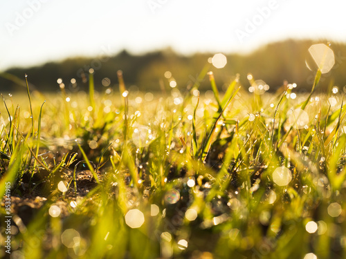 Fototapeta Naklejka Na Ścianę i Meble -  Green misty meadow in sunrise