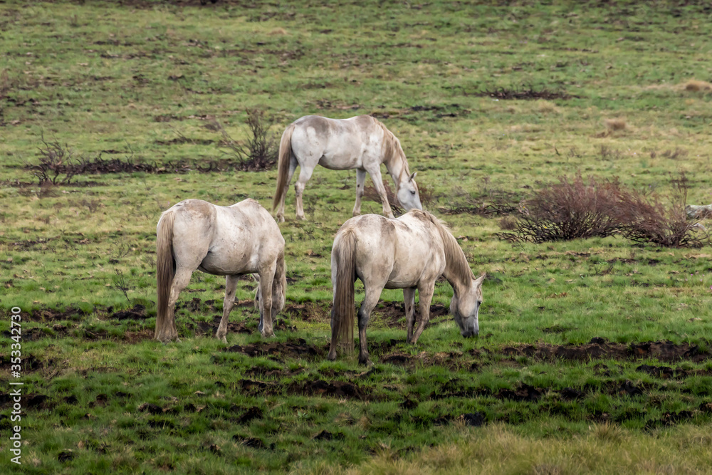Fototapeta premium Wild horses - so called Brumbies - in the Kosciuszko National Park in New South Wales, Australia at a cloudy day in summer.