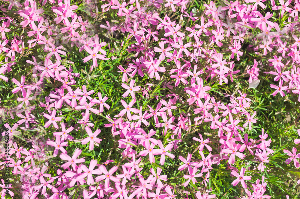 Floral texture, pink floral background of small flowers