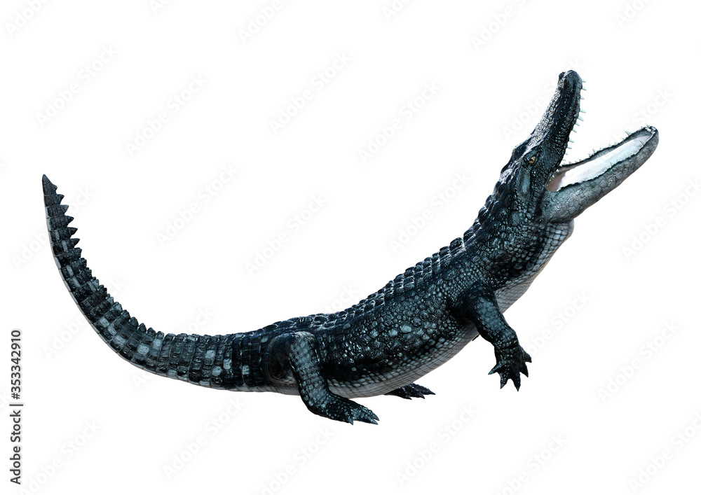 3D Rendering Black Alligator on White 3D Rendering Black Alligator on White
