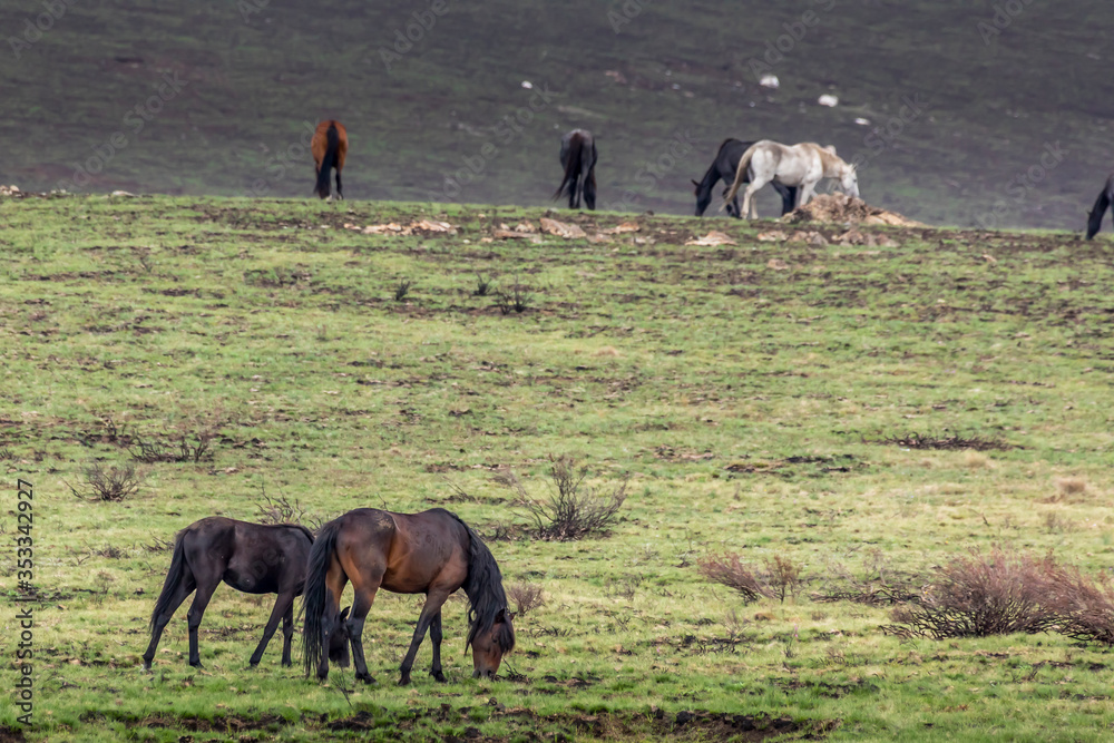 Obraz premium Wild horses - so called Brumbies - in the Kosciuszko National Park in New South Wales, Australia at a cloudy day in summer.